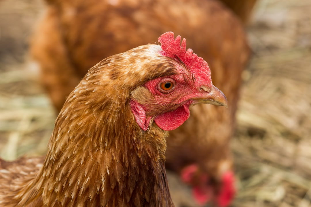 Chickens free feeding in a field