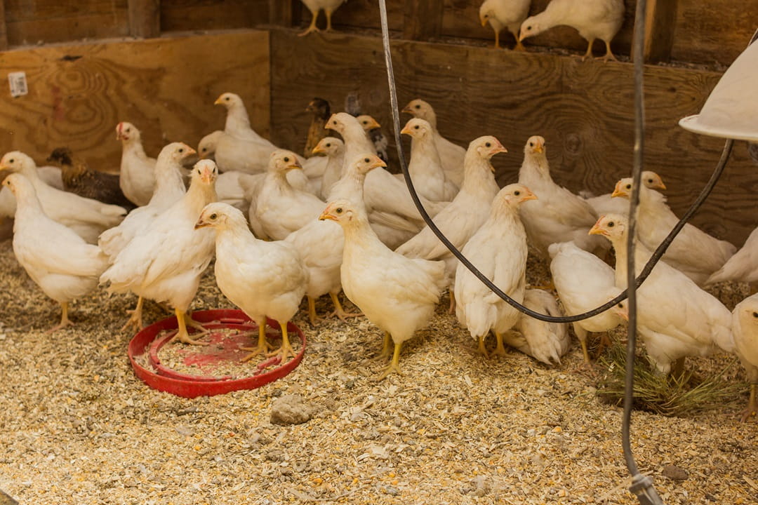 Chickens free feeding in a field