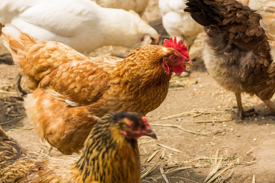 Caged chicken at a commercial poultry facility