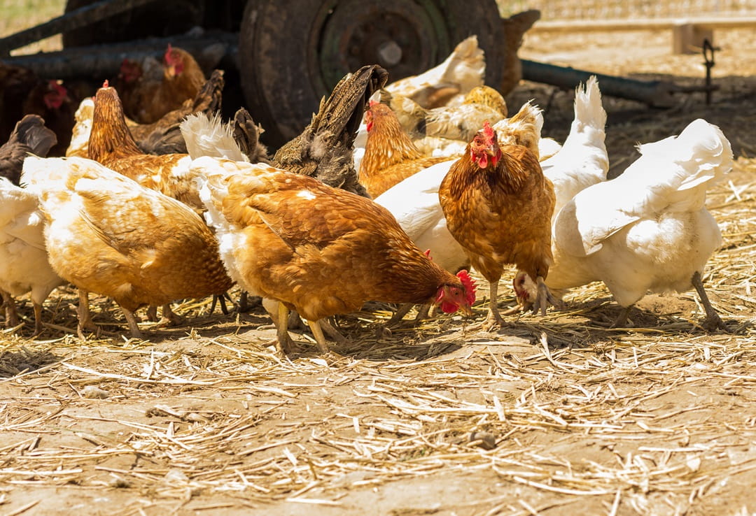 Chickens free feeding in a field