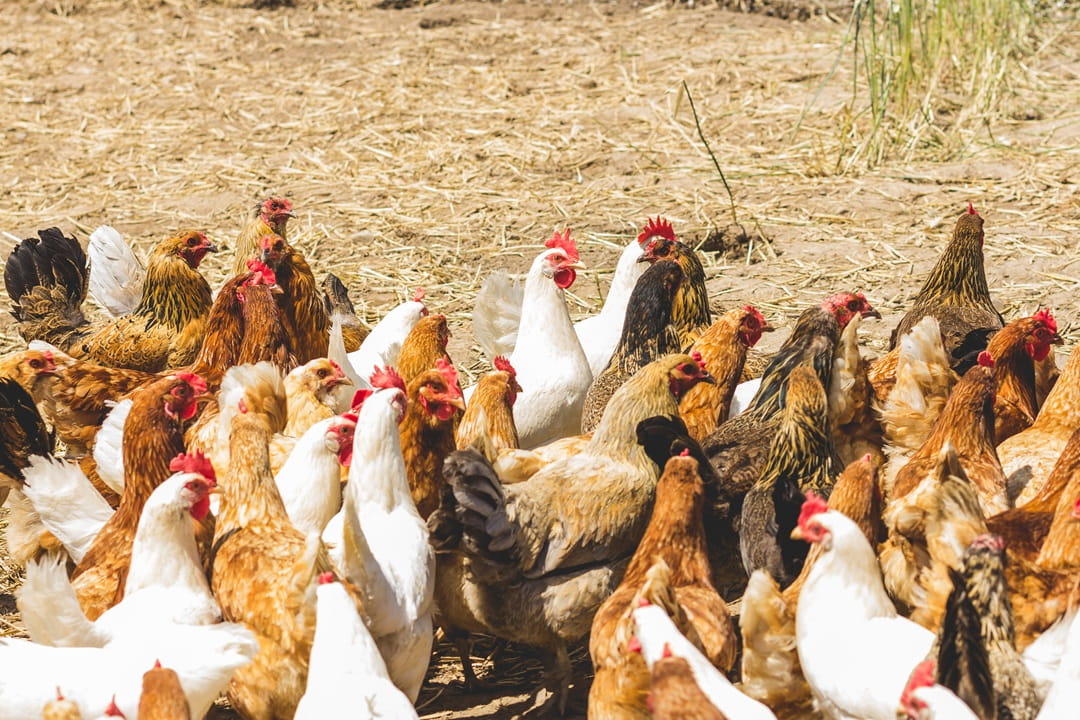 Chickens free feeding in a field