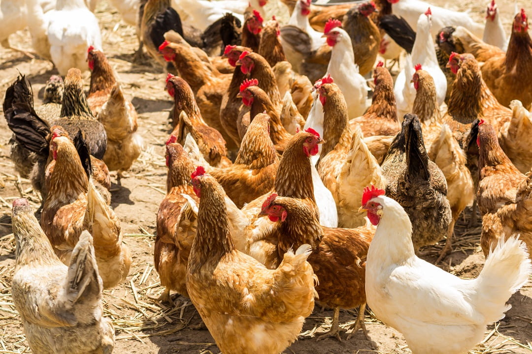 Caged chicken at a commercial poultry facility