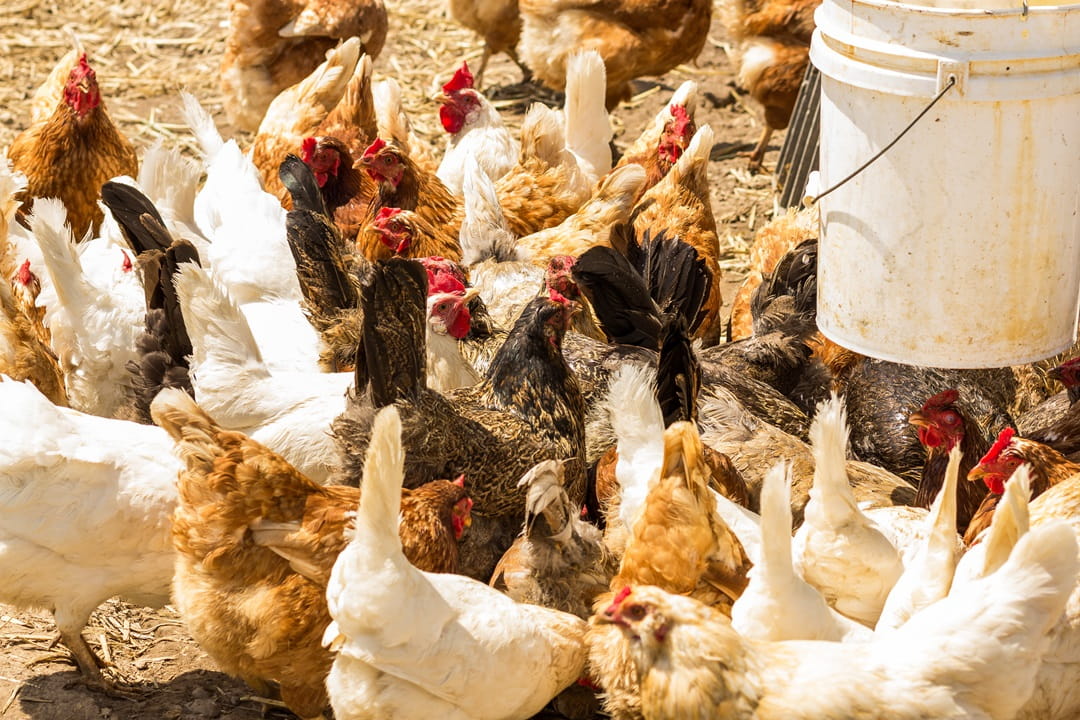 Chickens free feeding in a field