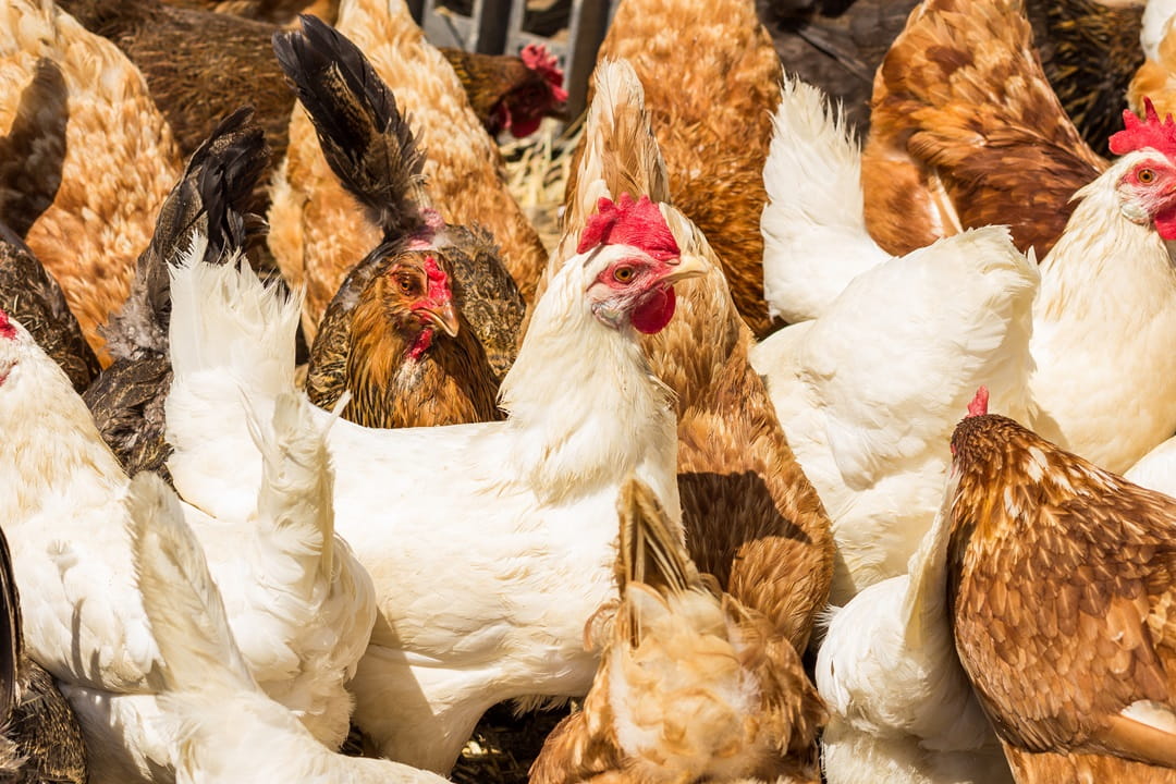Chickens free feeding in a field