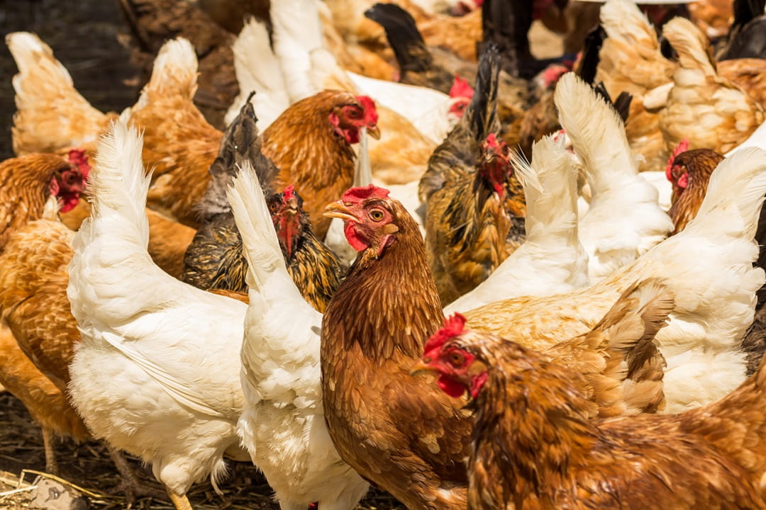 Caged chicken at a commercial poultry facility