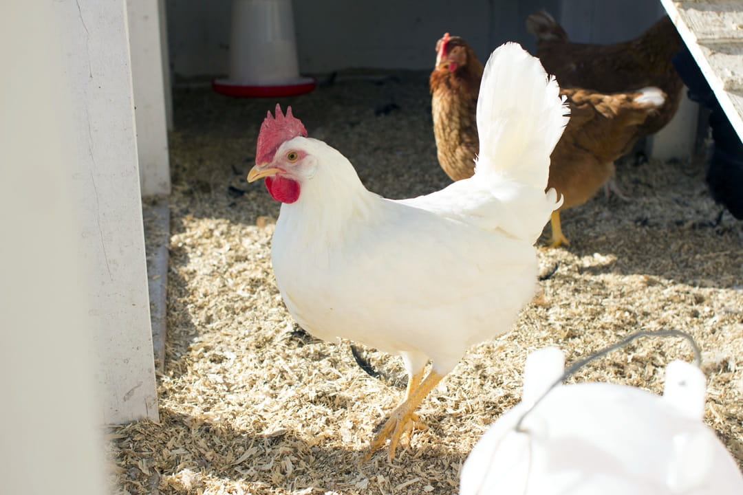 Chickens free feeding in a field