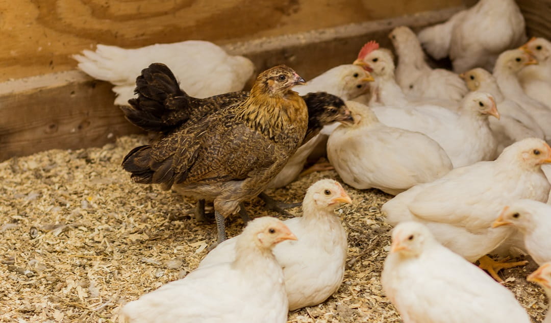 Poultry in a hen house