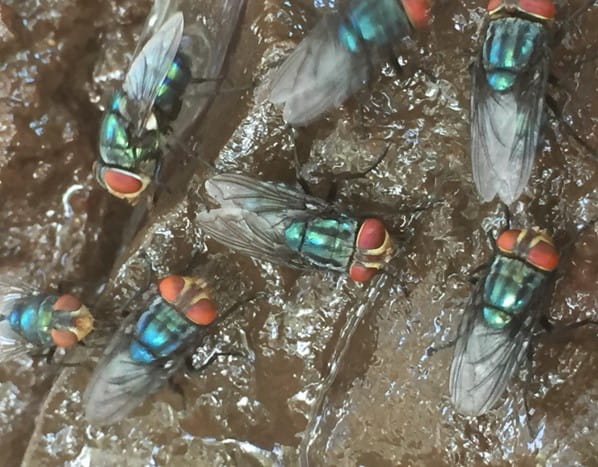 Cluster of adult New World screwworm flied--shiny turquoise bodies, large red eyes and black wings.