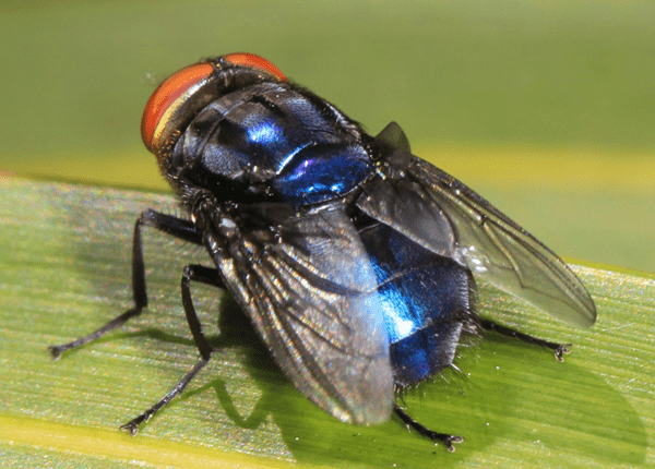 New World Screwworm--bright blue body with large red eyes