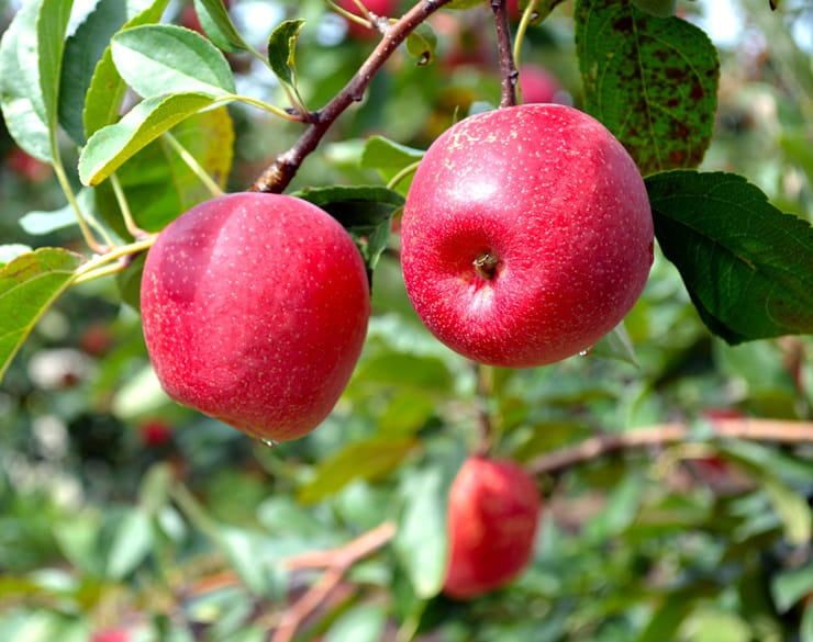 A few apples growing in a tree