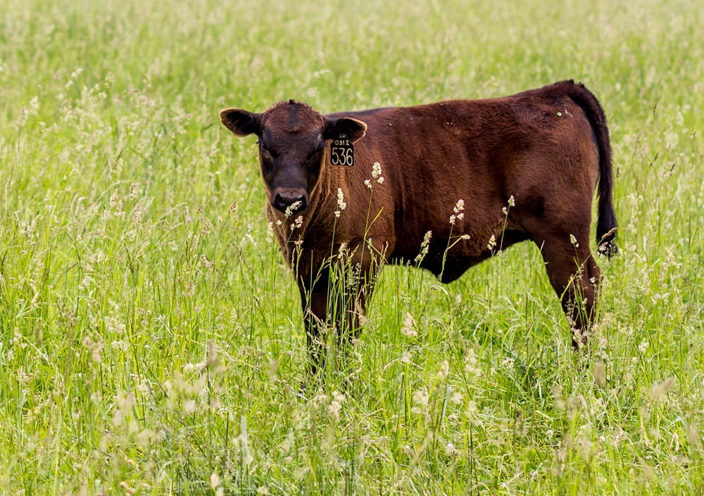 Beef cattle in a field