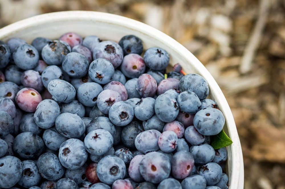 Bowl of ripe blueberries