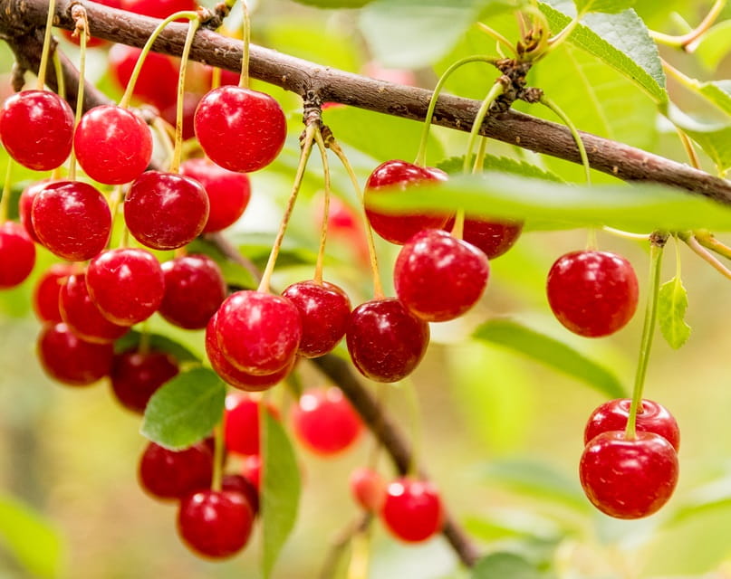 Cherries hanging off a branch.