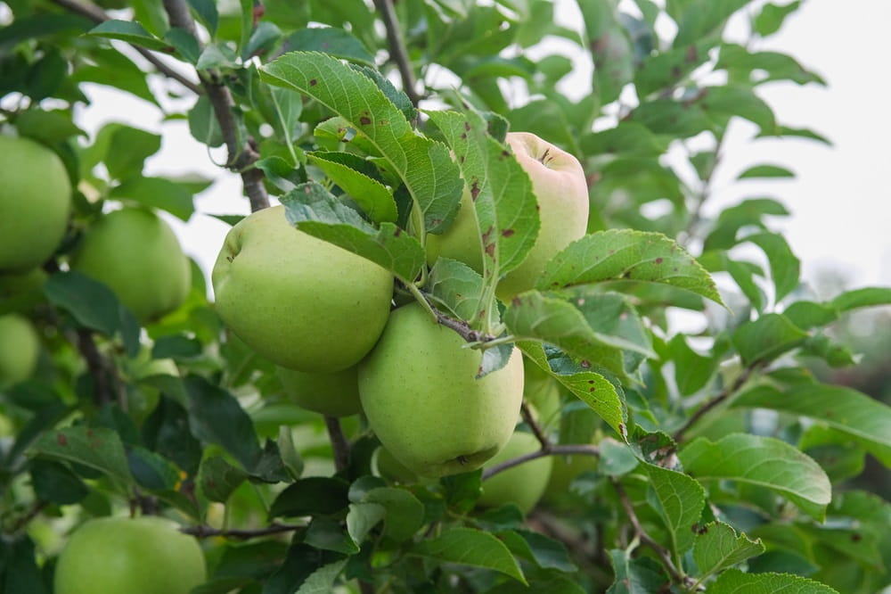 Green apples on a tree.