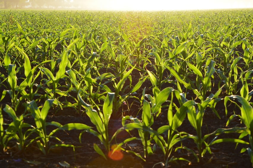 Cornfield