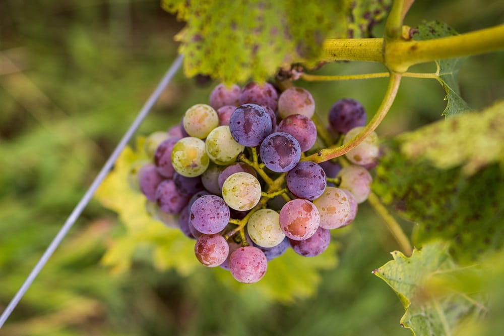 MCBC's photo of sandhill crane grapes.