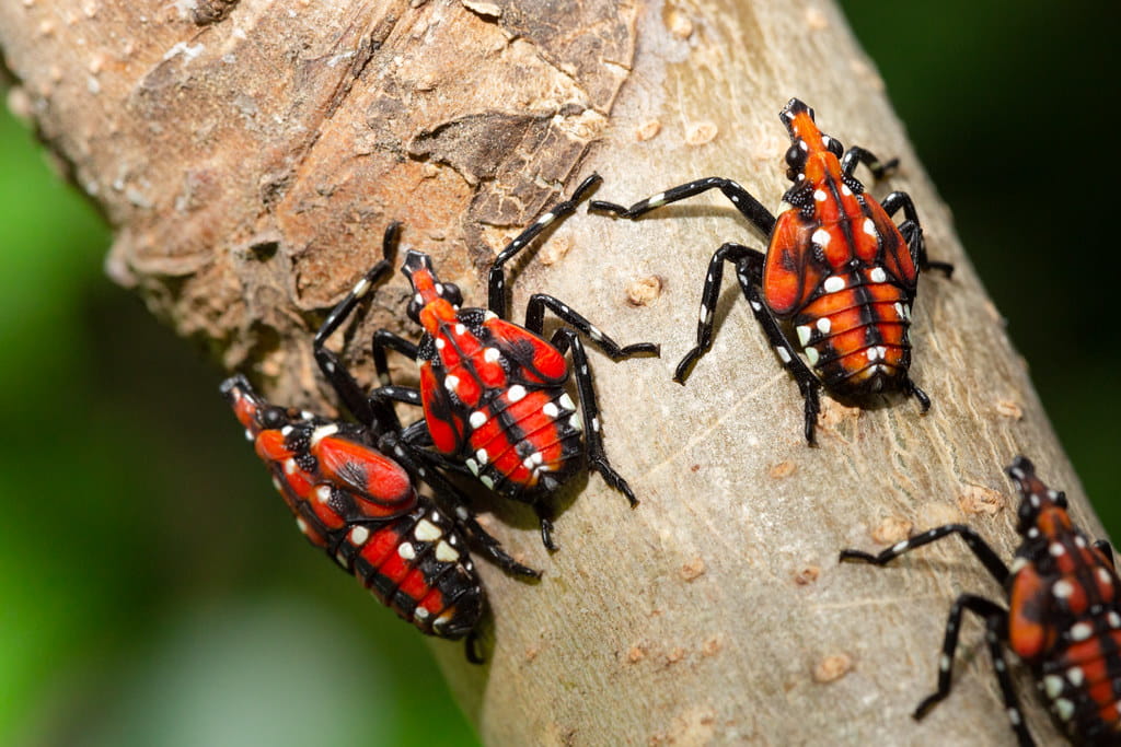 Spotted lantern fly, an invasive species, crawling on a branch.