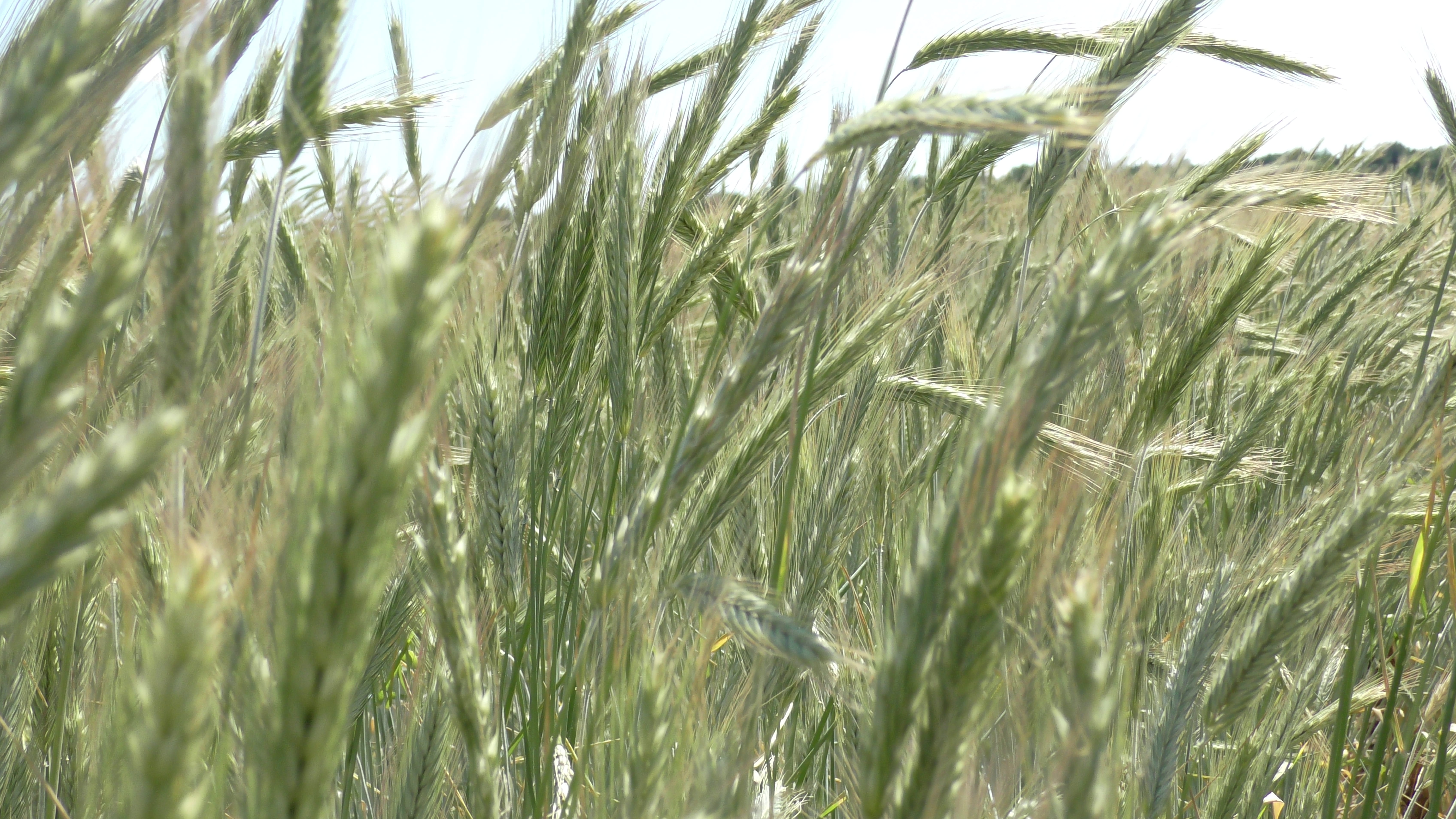MCBC's photo of cereal rye.