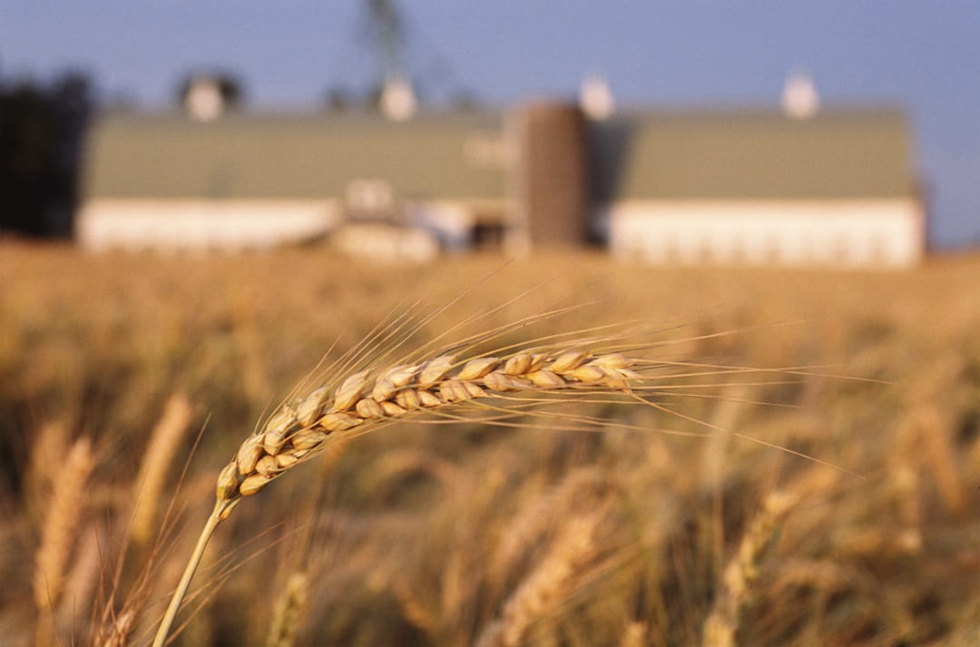 Wheat with Blurred Barn