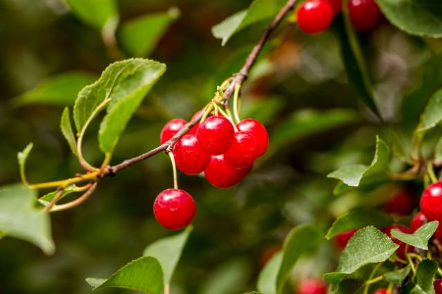 Cherries
