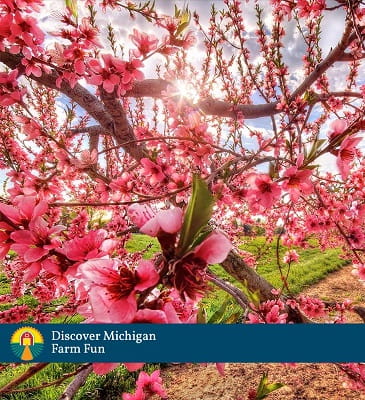 Cover of MI Farm Fun: Pink cherry blossoms in bloom