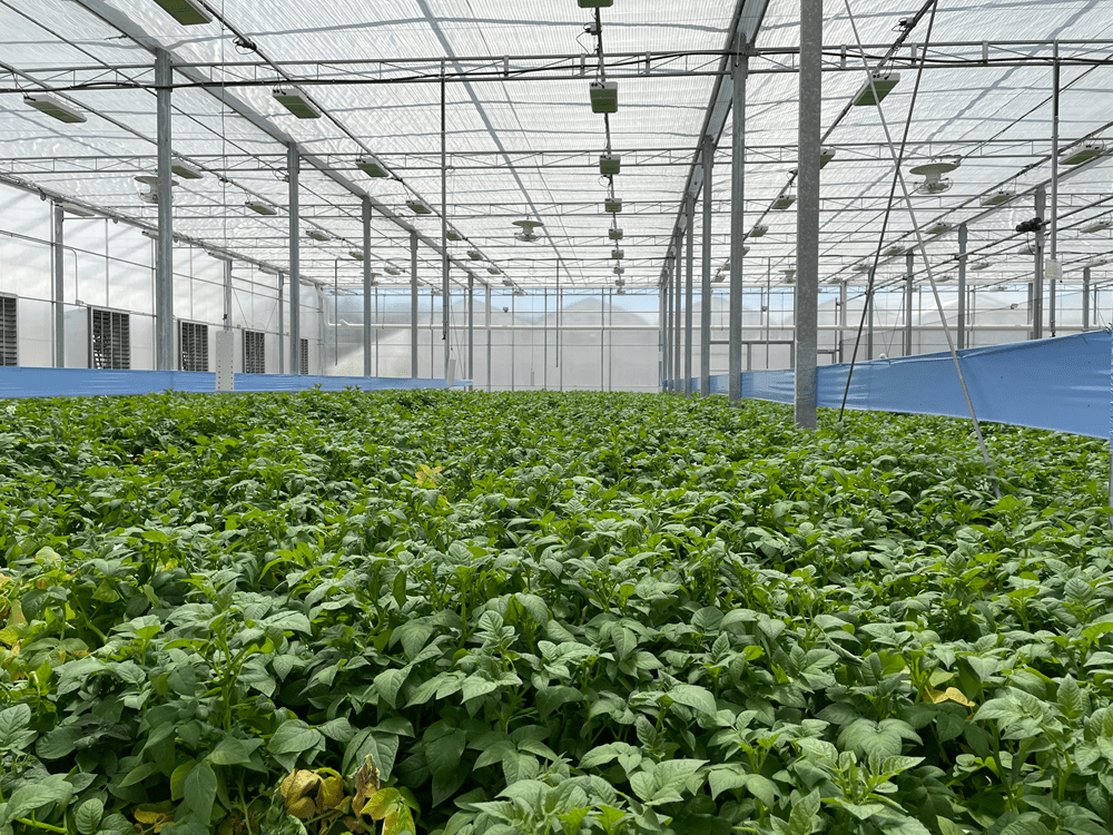 Image of potato plants in a greenhouse.