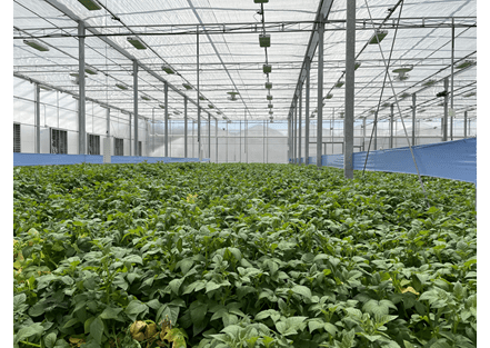 Image of potato plants in a greenhouse.