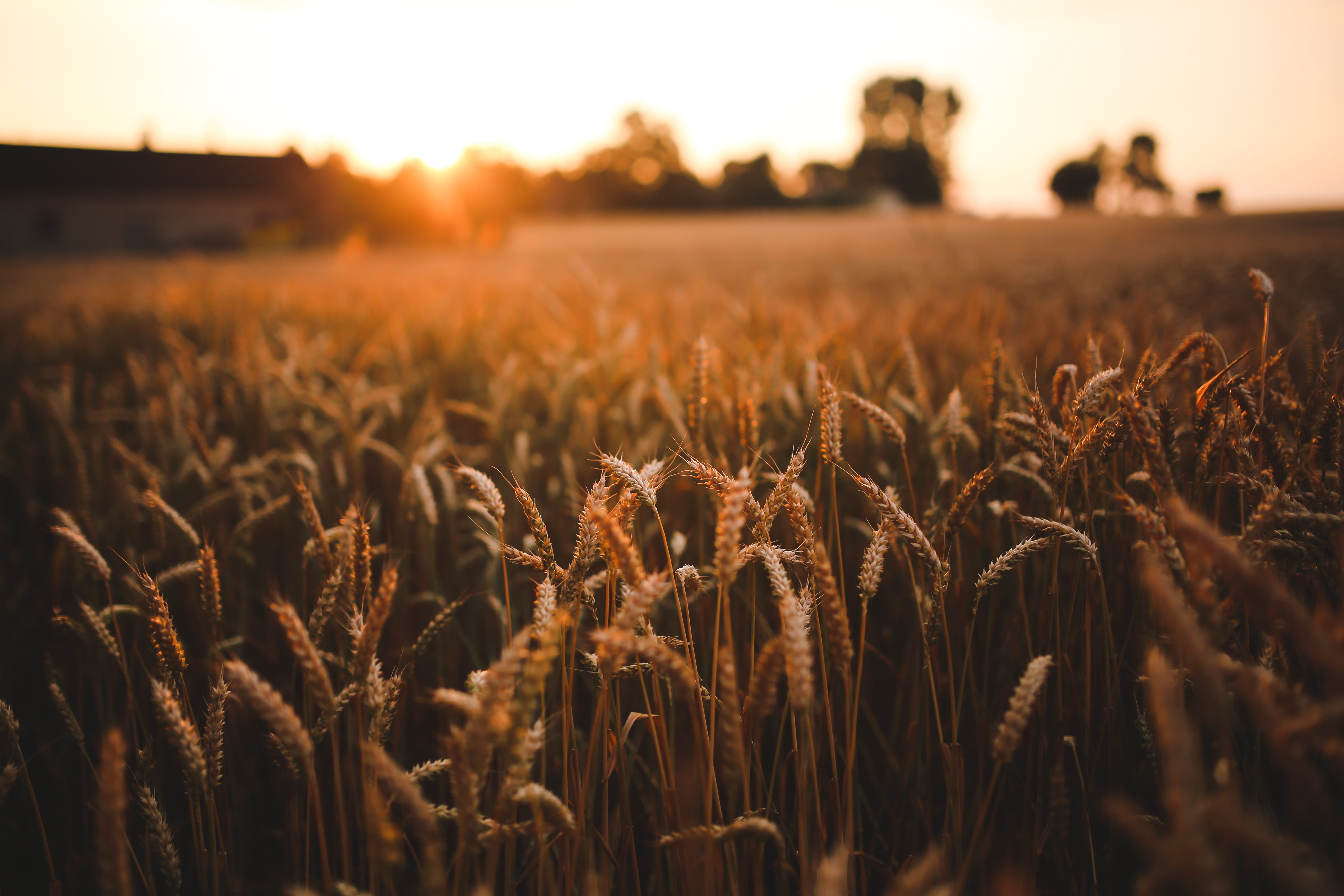 Agriculture field grain