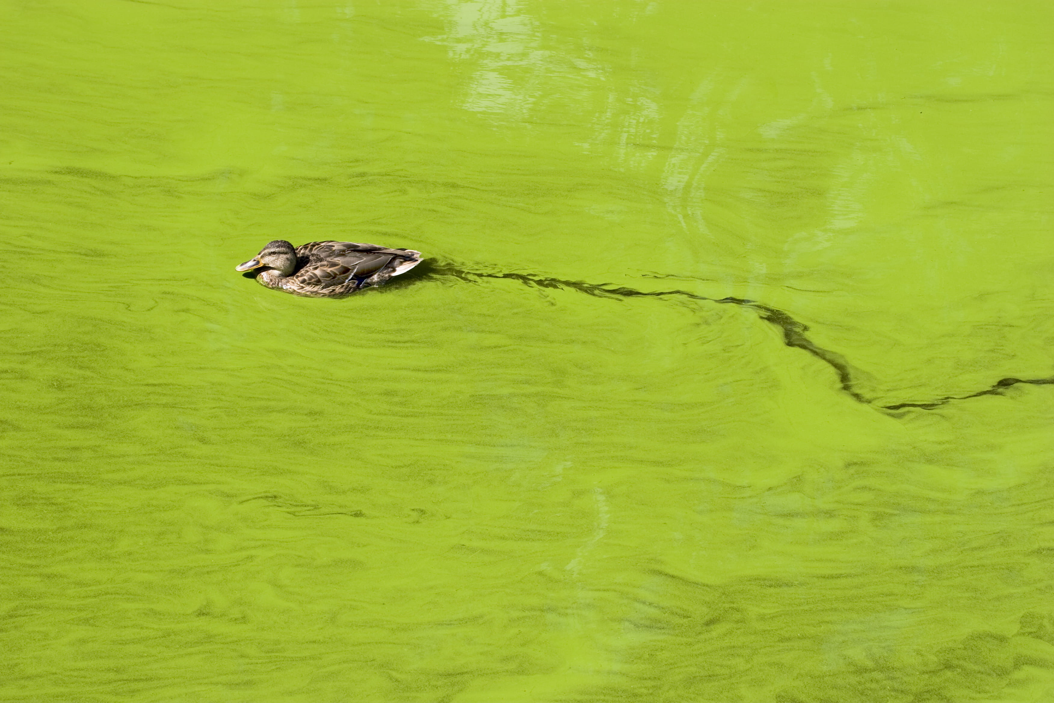 Algal bloom in a lake, caused by the bluegreen alga Microcystis