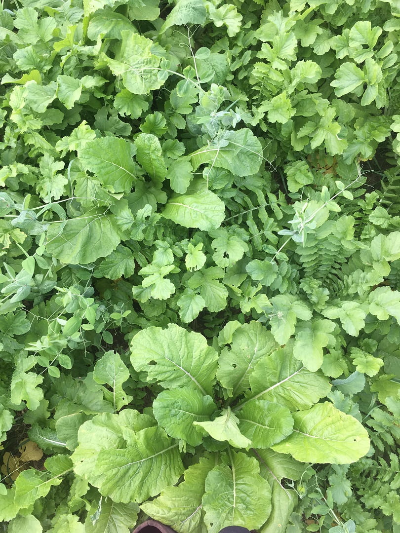 Cover crops