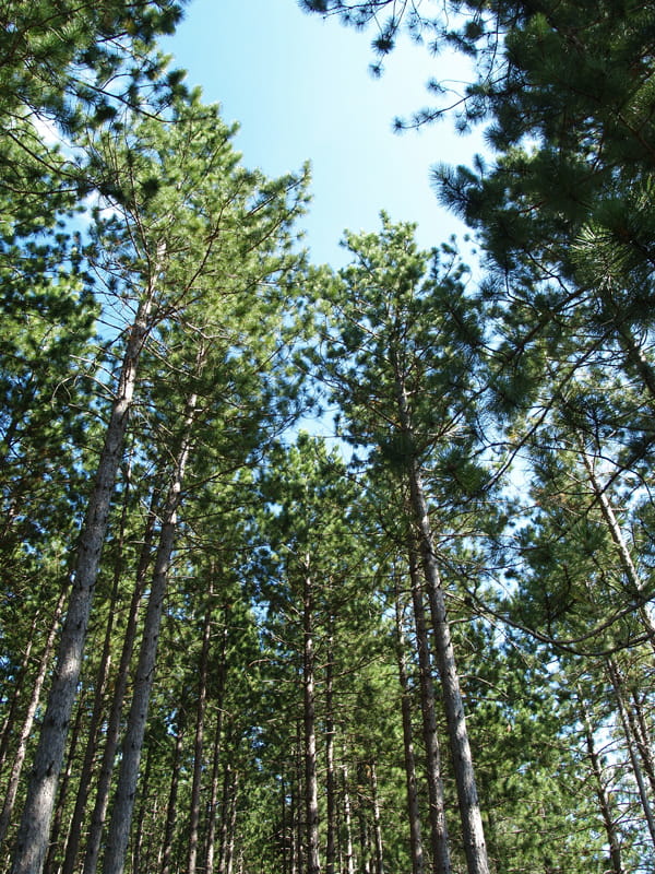 grove of Michigan pine trees