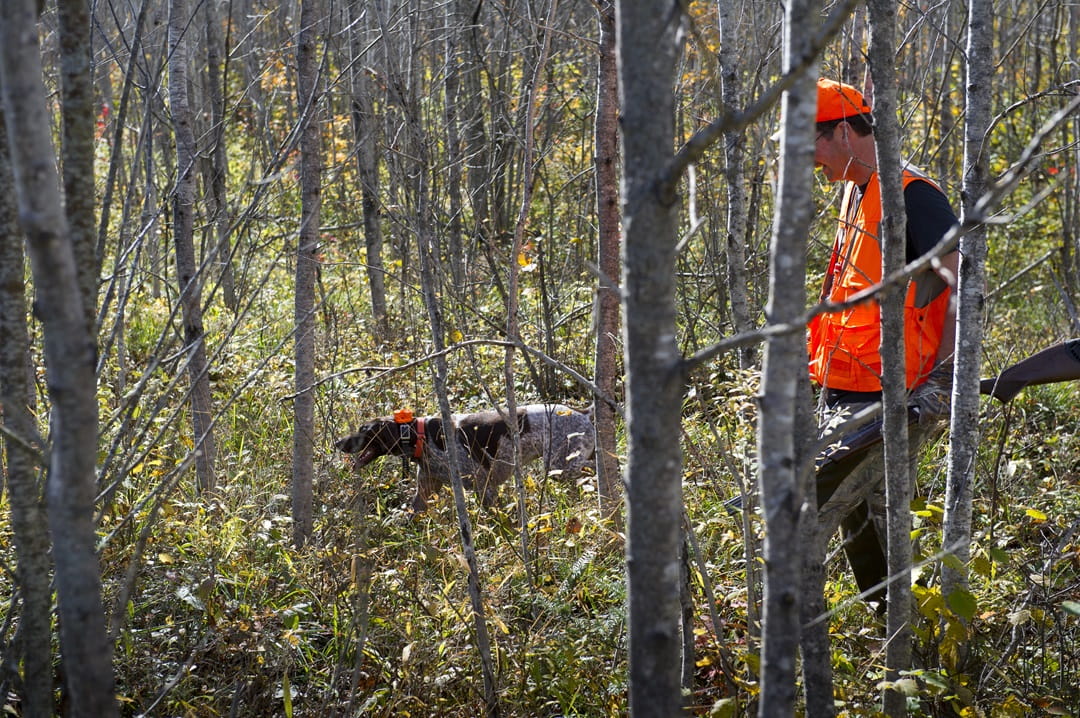 A man in bright orange gear with a dog, they are hunting for grouse