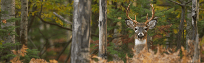 A buck hidden in the brush