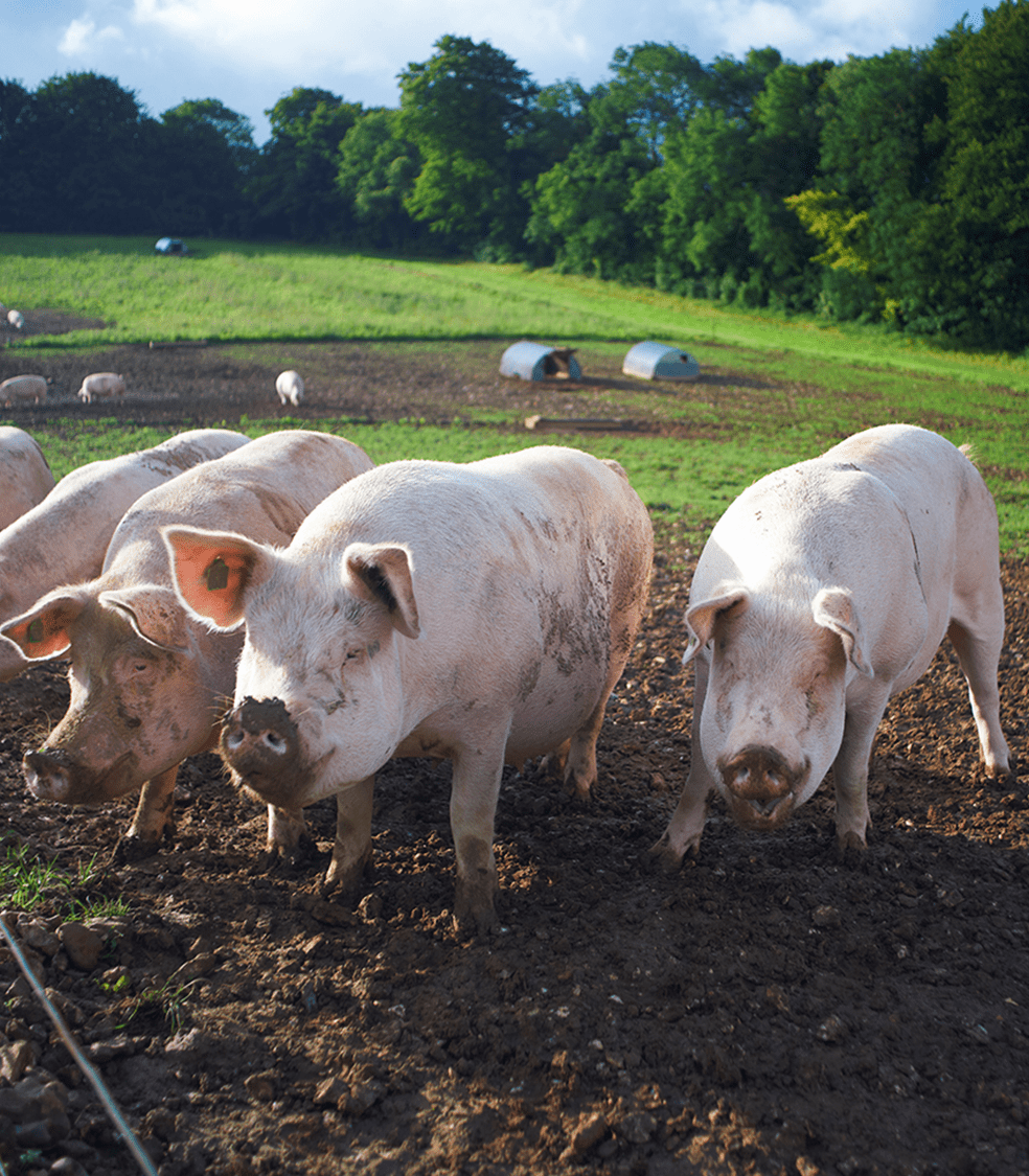Pigs in the mud