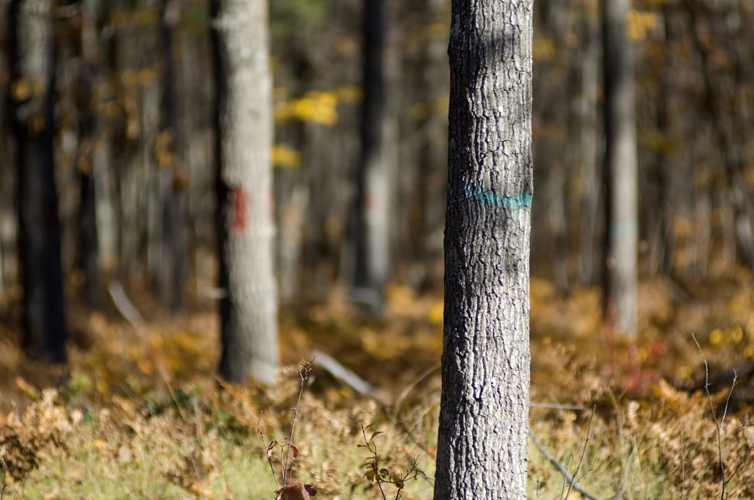 In a wooded area, two trees are marked for cutting