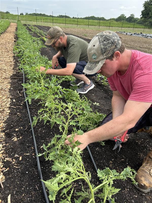 Veterans pruning and trellising tomato plants