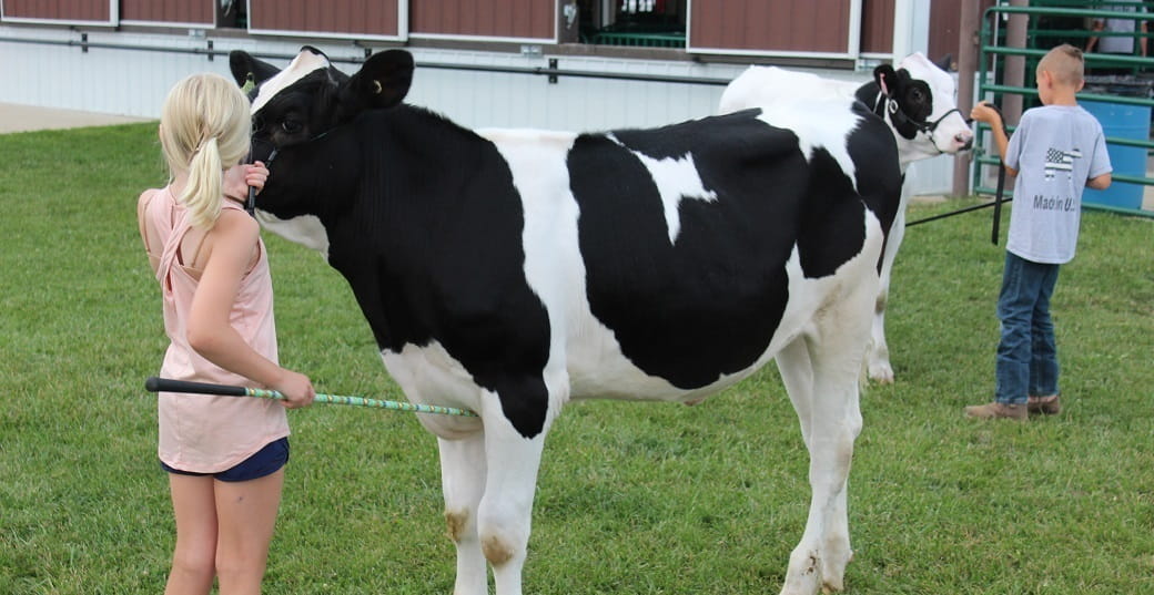 Two kids wrangling cows at a fair
