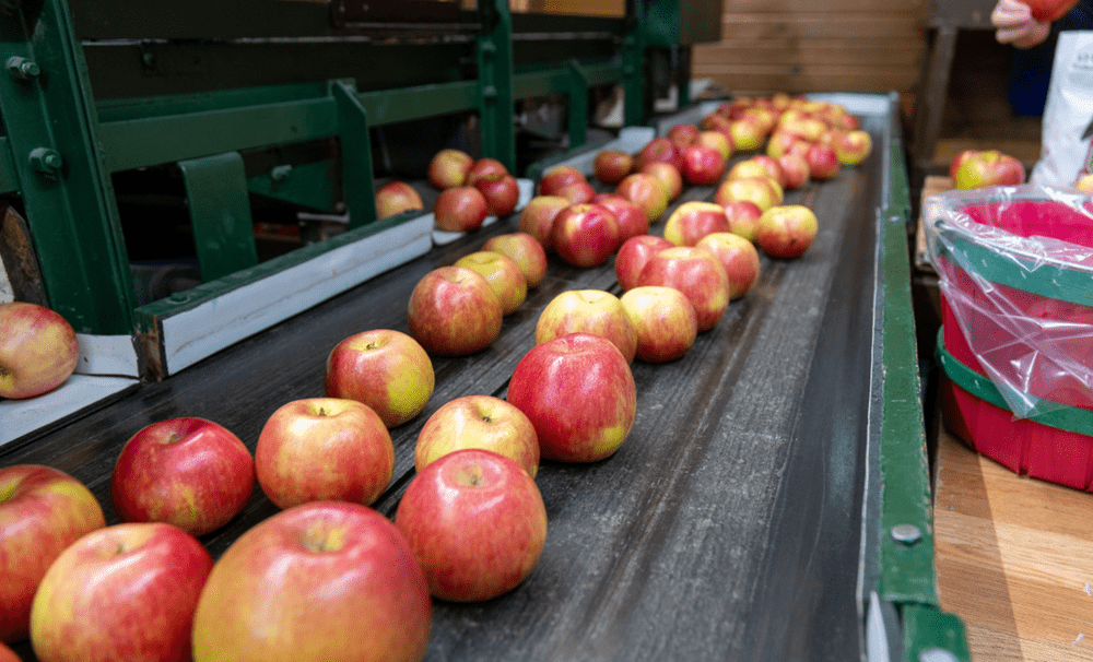Red apples on a conveyer belt for processing.