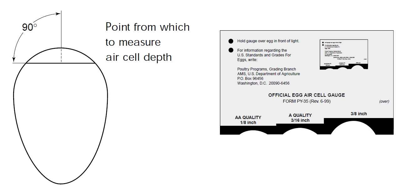 Official Egg Air Cell Guage showing an egg and the point at which to measure air cell depth