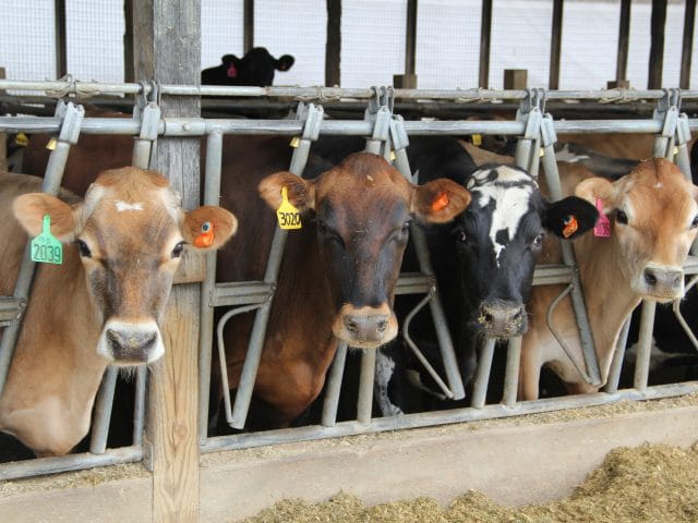 cattle ear-tagged and in stocks