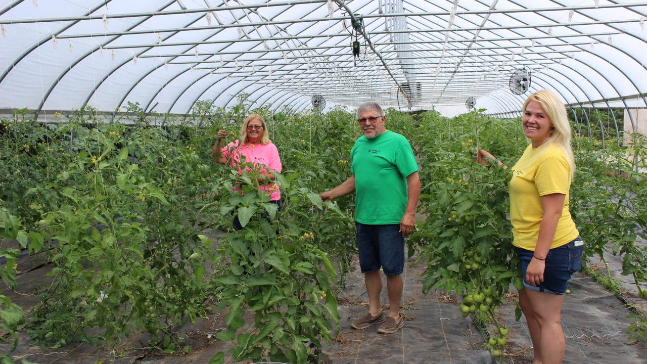 Three people working inside of a hot house that is growing tomatoes