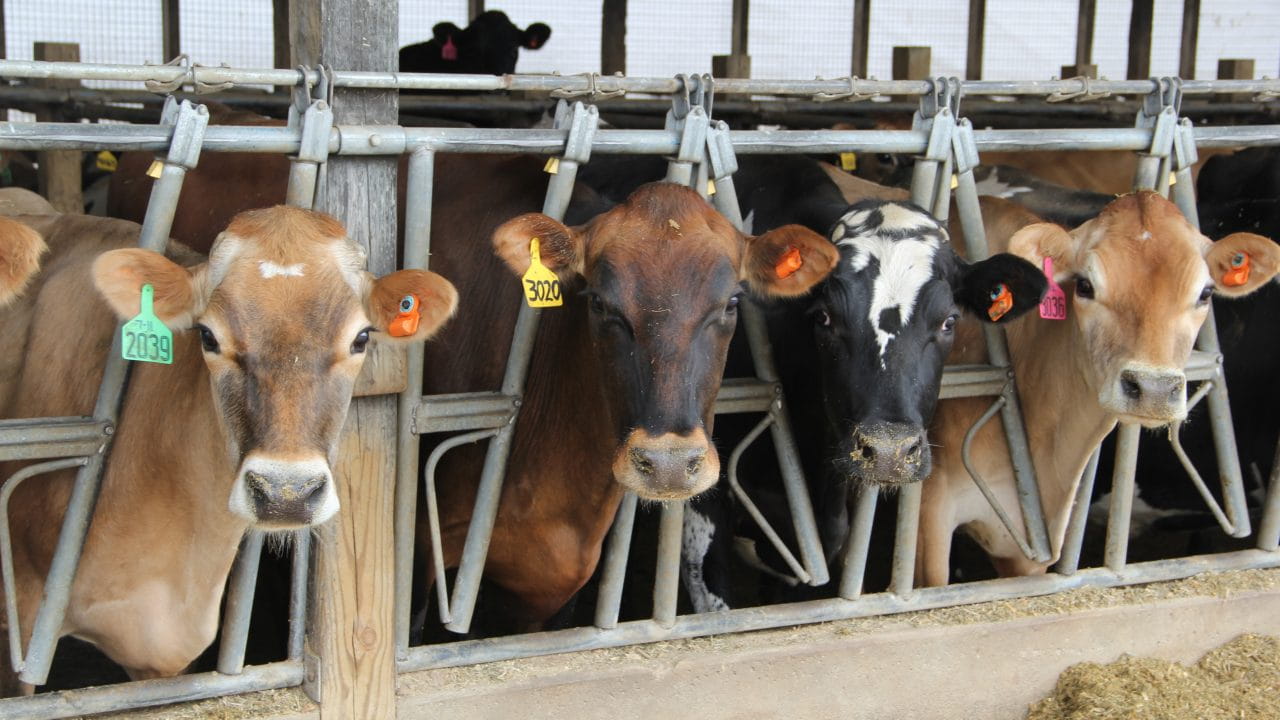 Several cows tagged and lined up in a stock
