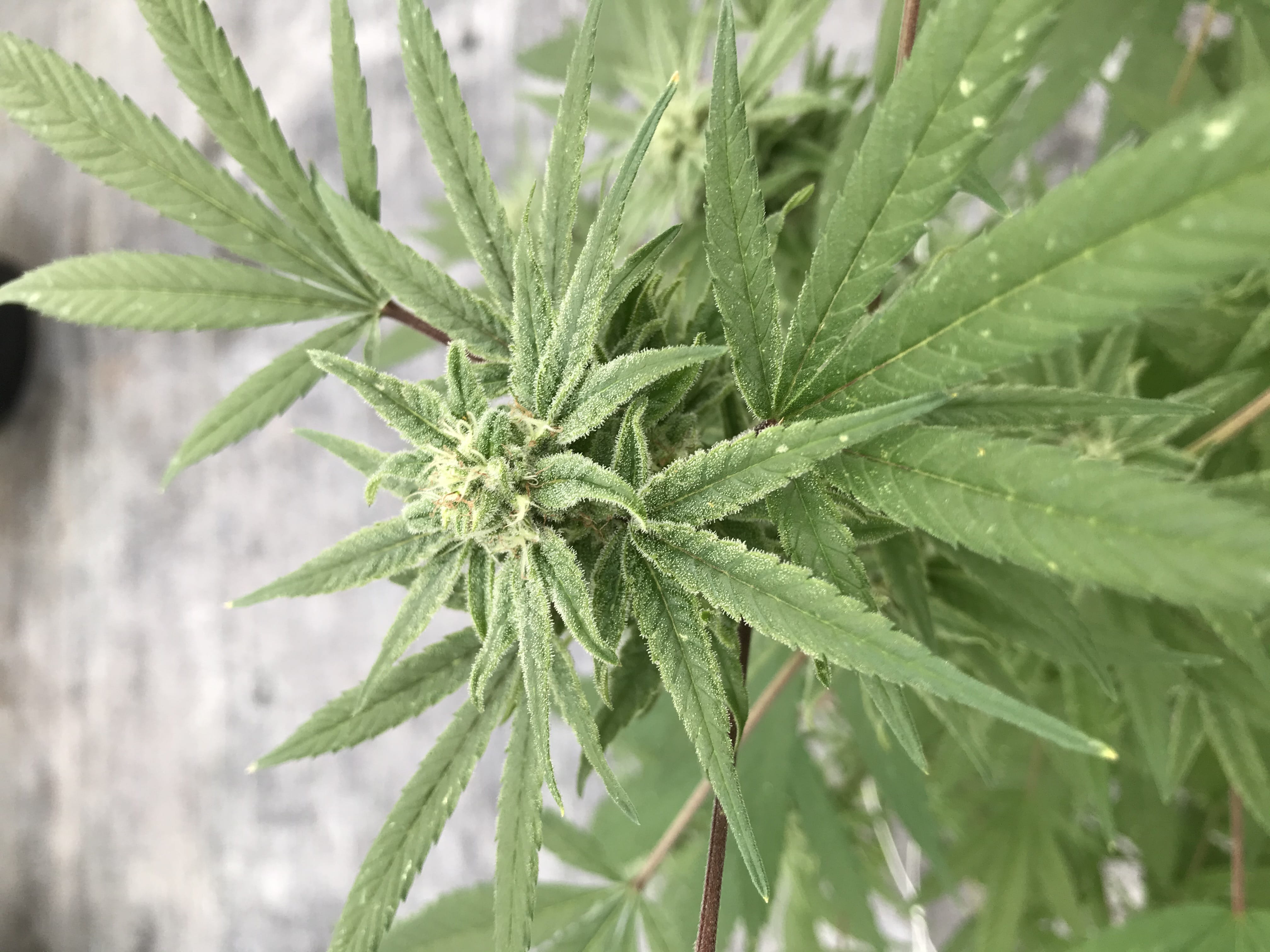 hemp plant