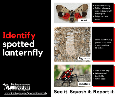 Identify spotted lantern fly