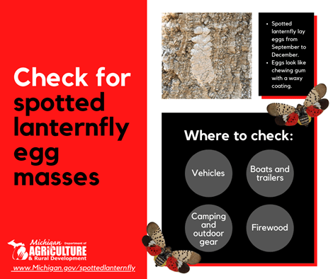 Check for spotted lantern fly