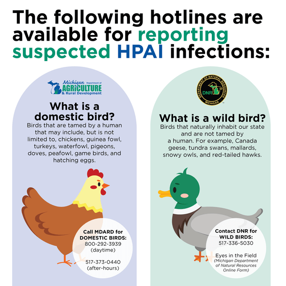 Hotline for AI infectins