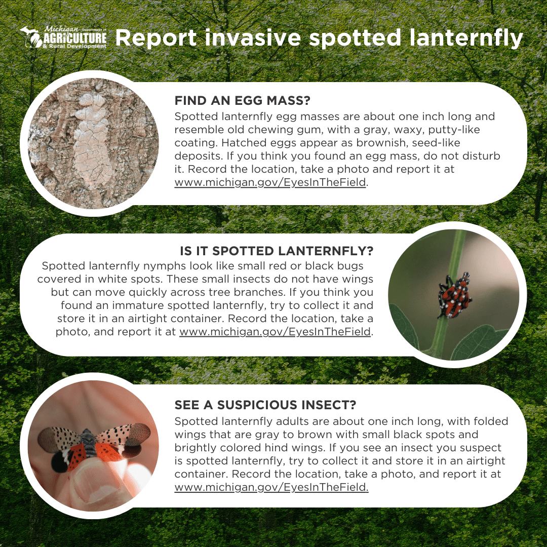 Report invasive Spotted Lanterfly: egg masses are one inch long and waxy and gray. The nymphs look like small red or black bugs. Adults are one inch long with gray to brown wings and black spots.
