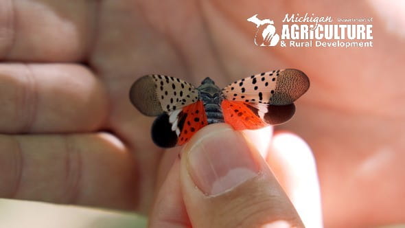 Spotted Lanternfly Confirmed in Berrien County