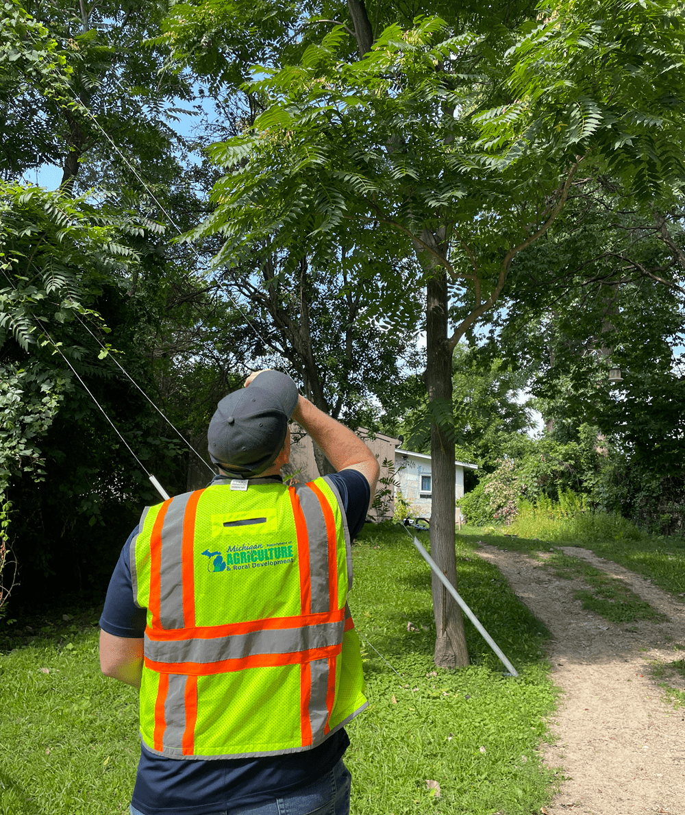 A specialist checking a property for Tree of Heaven