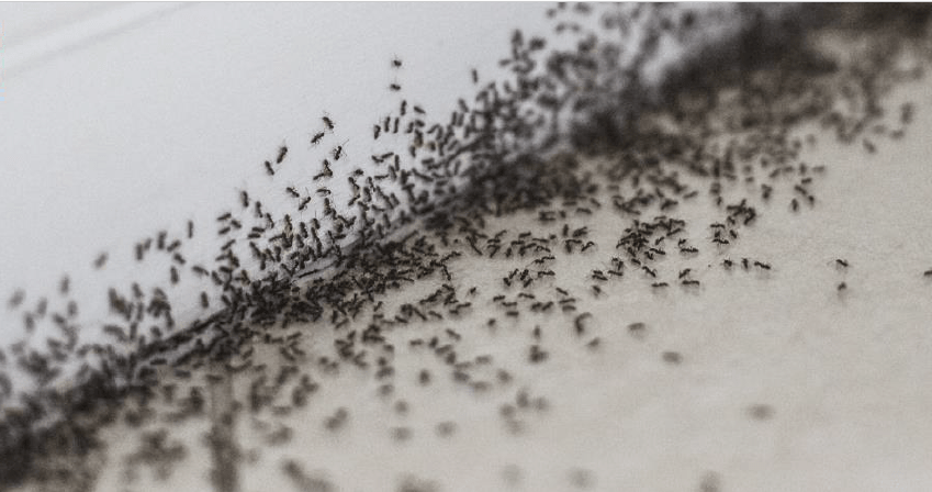 Ants in door crack